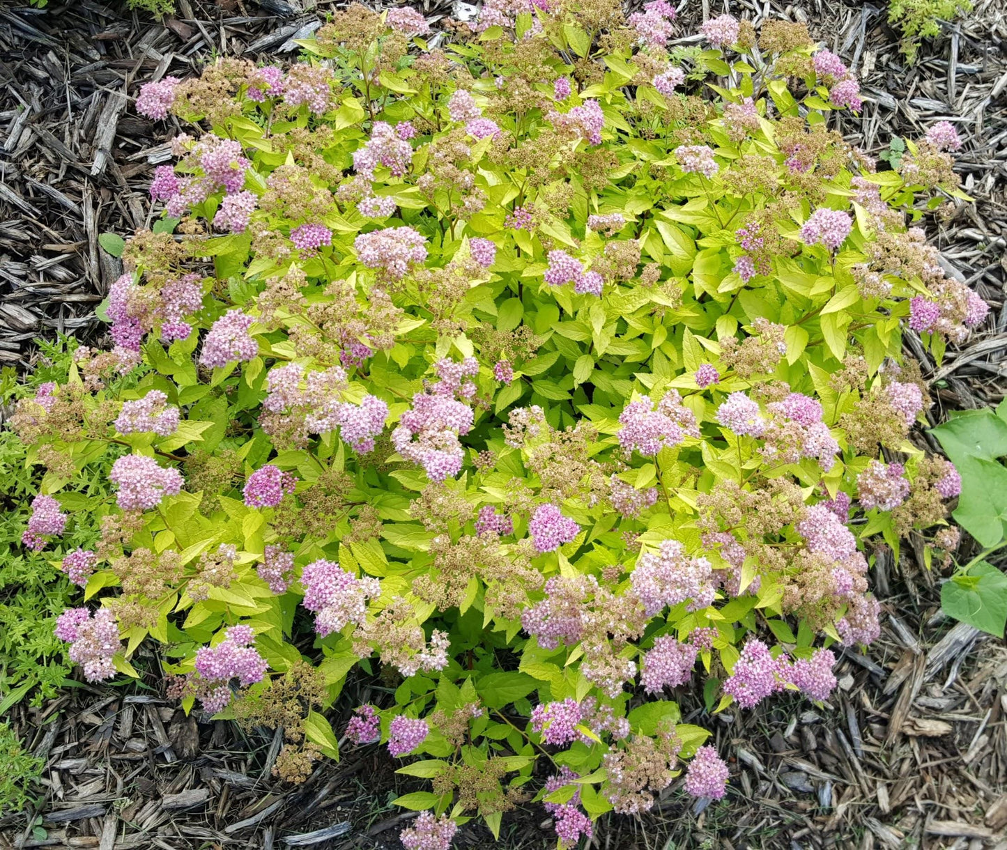 RedCrocus Goldmound Bumalda Spirea – Vibrant Golden Foliage & Pinkish-White Flowers, Easy Maintenance, Deer Resistant, Perfect for Borders & Foundation Plantings  3 Gallon