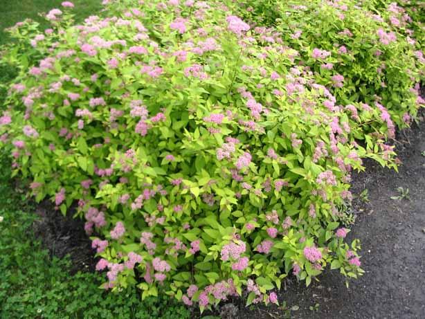 Spirea Bumalda Goldmound - View 12 from www redcrocus com