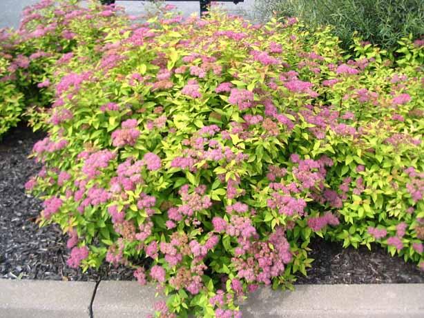 Spirea Bumalda Goldmound - View 14 from www redcrocus com