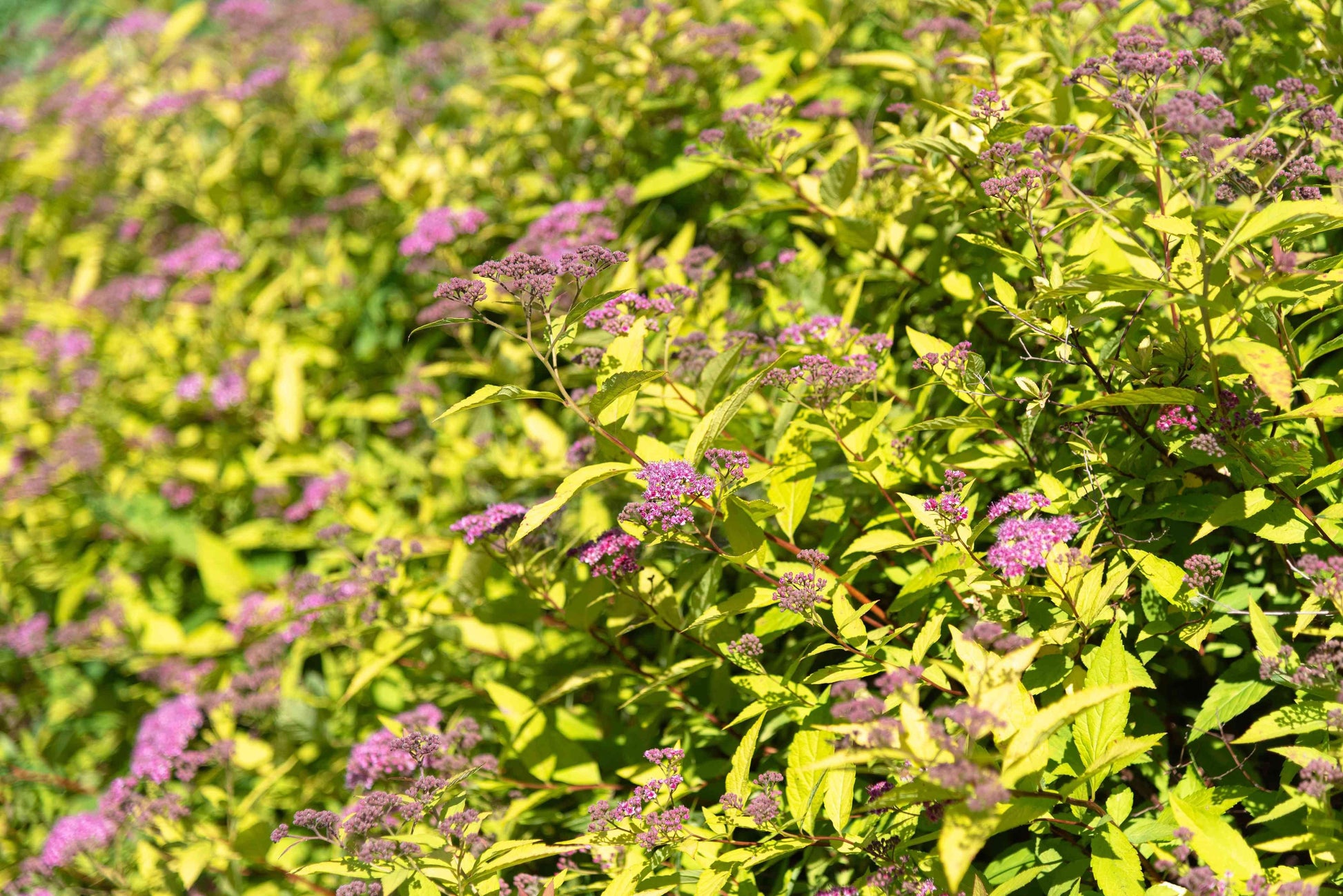 Spirea Bumalda Goldmound - View 15 from www redcrocus com
