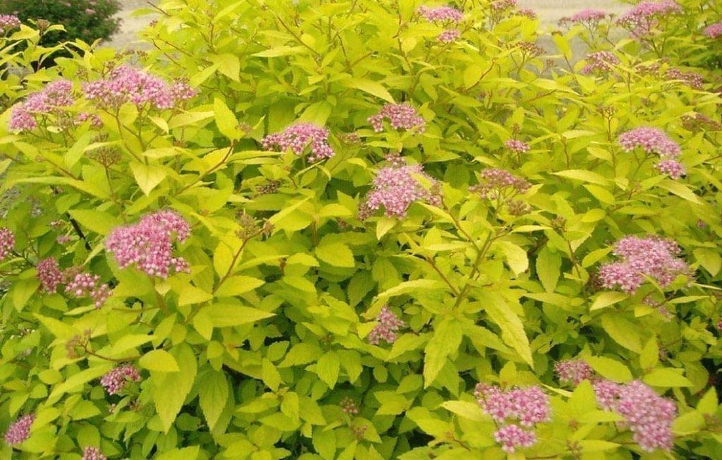 Spirea Bumalda Goldmound - View 17 from www redcrocus com
