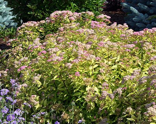 Spirea Bumalda Goldmound - View 18 from www redcrocus com
