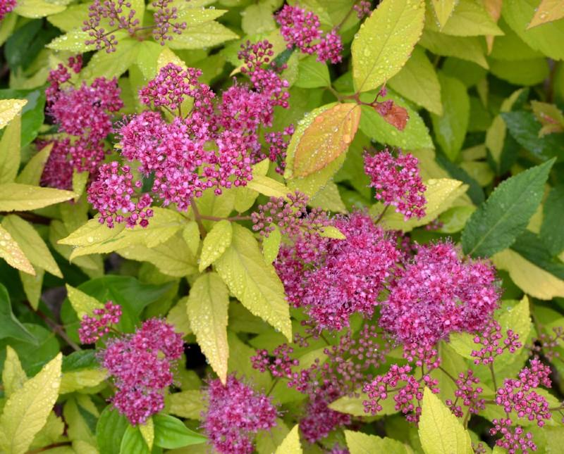 RedCrocus Goldmound Bumalda Spirea – Vibrant Golden Foliage & Pinkish-White Flowers, Easy Maintenance, Deer Resistant, Perfect for Borders & Foundation Plantings  3 Gallon