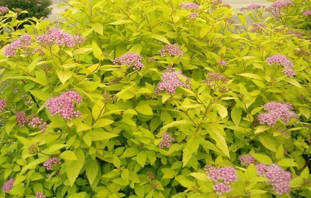 Spirea Bumalda Goldmound - View 20 from www redcrocus com