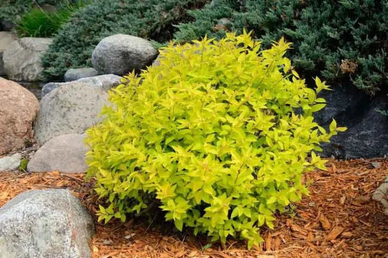 Spirea Bumalda Goldmound - View 20 from www redcrocus com