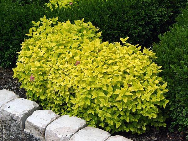 Spirea Bumalda Goldmound - View 2 from www redcrocus com
