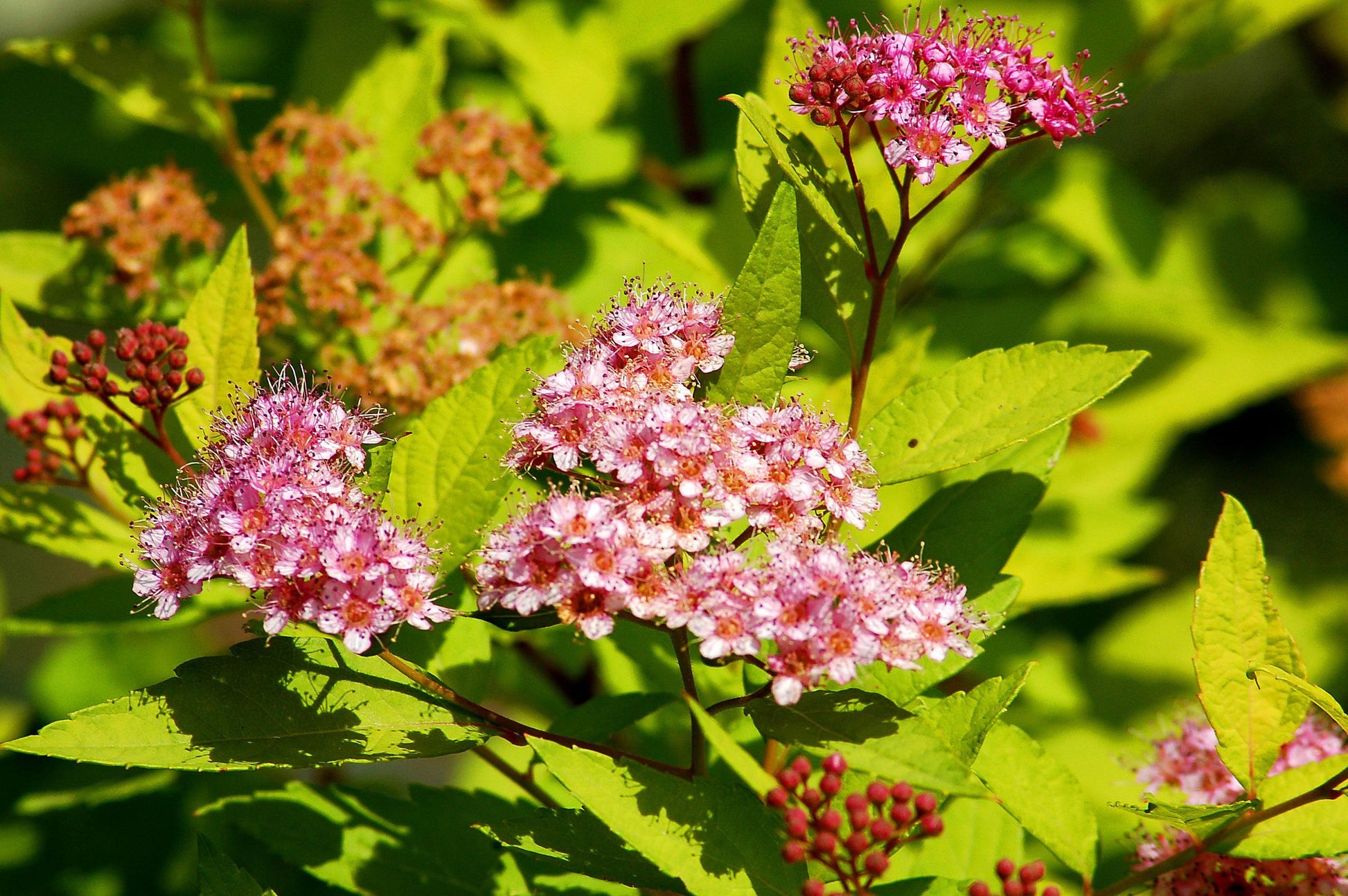Spirea Bumalda Goldmound - View 3 from www redcrocus com