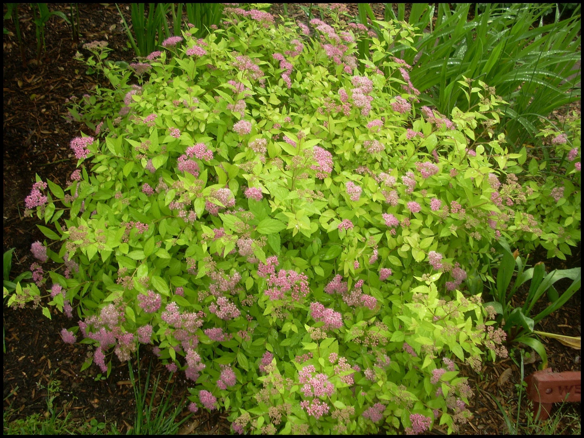 Spirea Bumalda Goldmound - View 4 from www redcrocus com