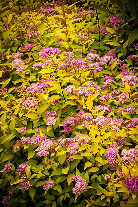 Spirea Bumalda Goldmound - View 5 from www redcrocus com