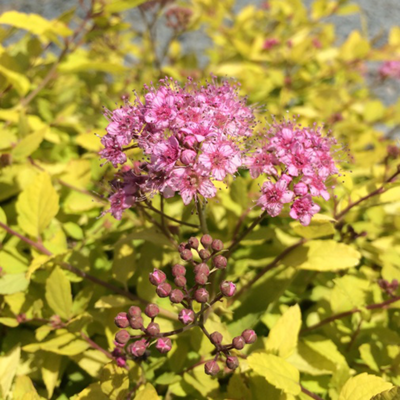 Spirea Bumalda Goldmound - View 6 from www redcrocus com