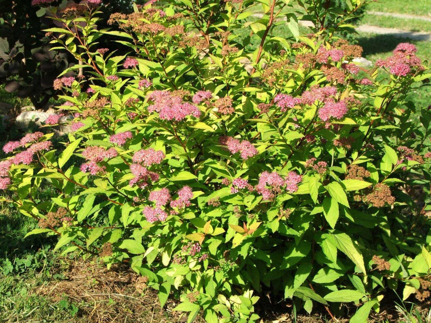 Spirea Bumalda Goldmound - View 7 from www redcrocus com