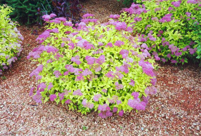 Spirea Bumalda Goldmound - View 8 from www redcrocus com