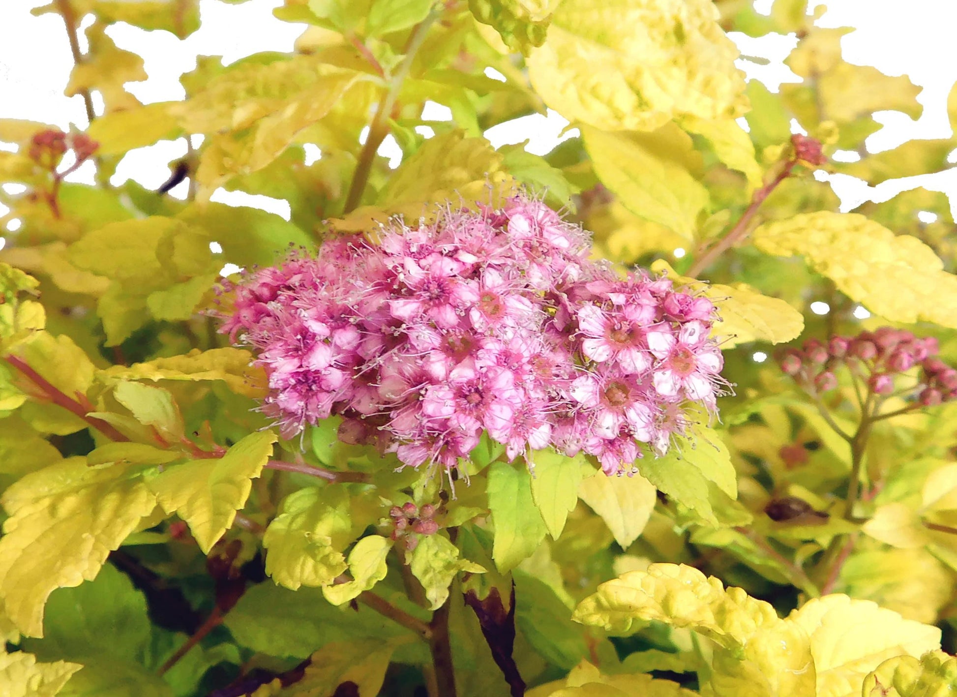 Spirea Bumalda Goldmound - View 9 from www redcrocus com