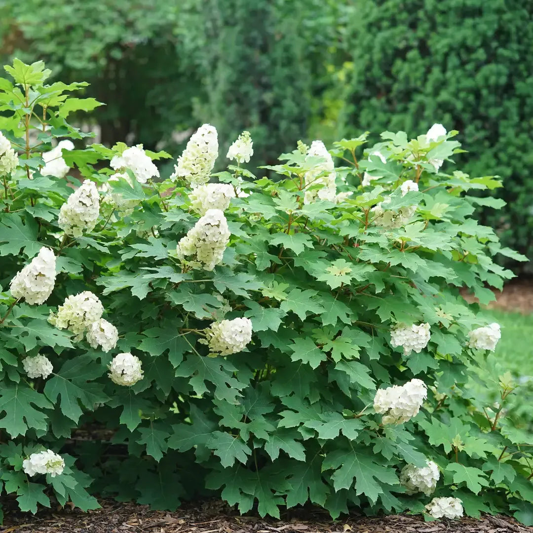 Hydrangea Quercifolia - View 10 from www redcrocus com