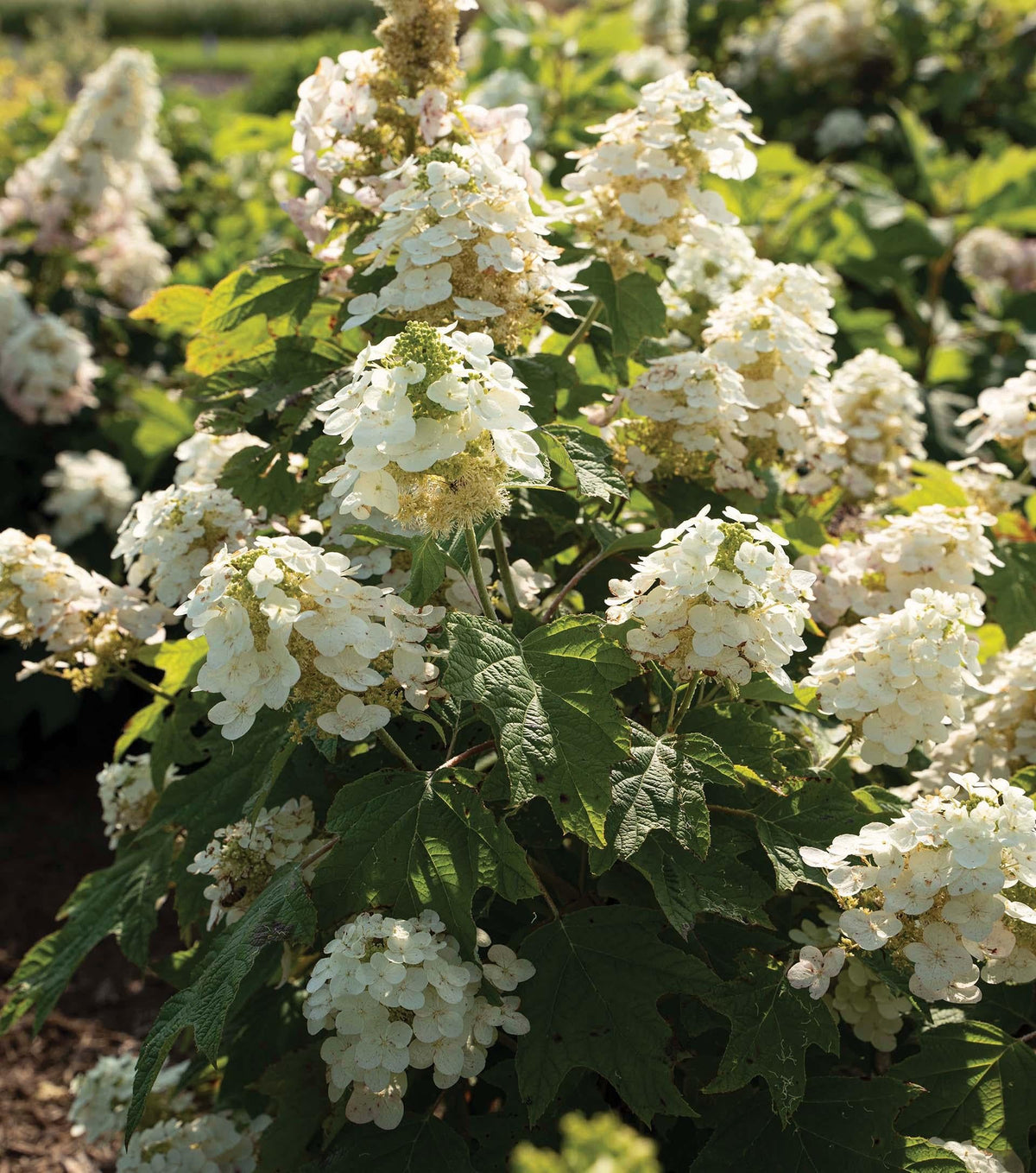 Hydrangea Quercifolia - View 10 from www redcrocus com