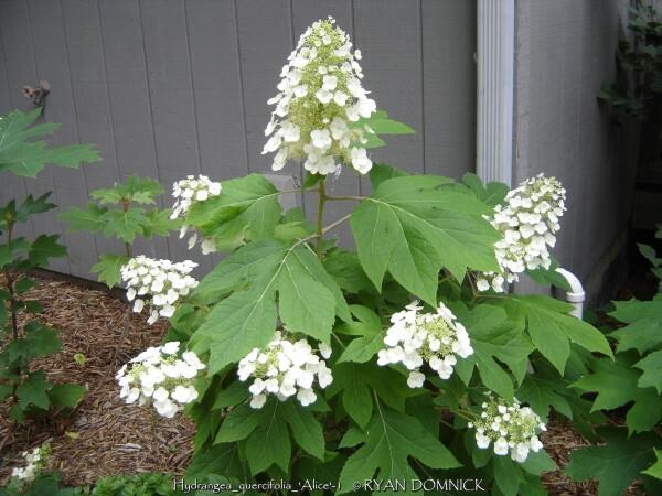 Hydrangea Quercifolia - View 14 from www redcrocus com