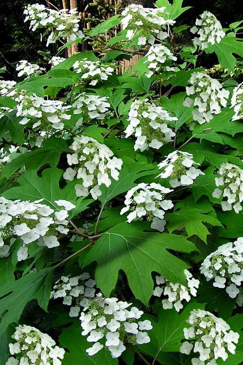 Hydrangea Quercifolia - View 18 from www redcrocus com