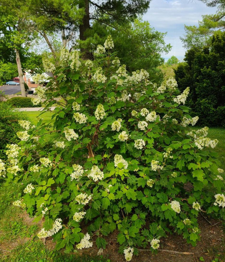 Hydrangea Quercifolia - View 19 from www redcrocus com