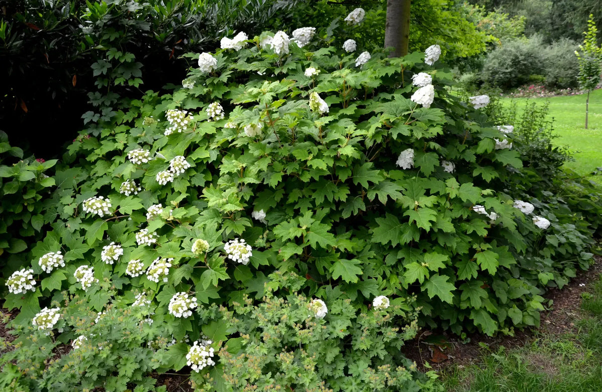 Hydrangea Quercifolia - View 23 from www redcrocus com
