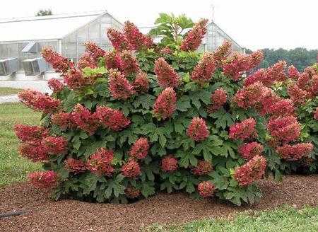 Hydrangea Quercifolia - View 23 from www redcrocus com