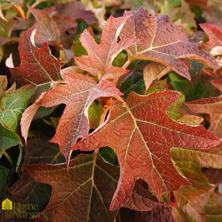 Hydrangea Quercifolia - View 25 from www redcrocus com