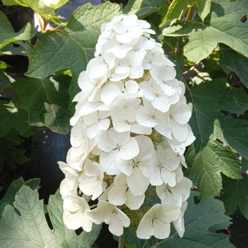 Hydrangea Quercifolia - View 26 from www redcrocus com