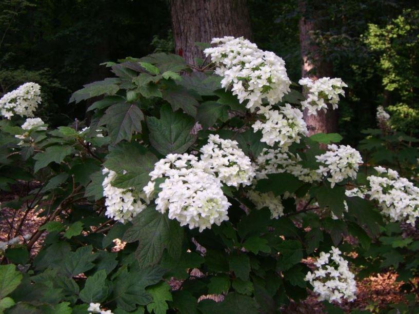 Hydrangea Quercifolia - View 27 from www redcrocus com