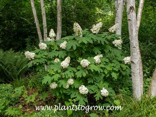 Hydrangea Quercifolia - View 28 from www redcrocus com
