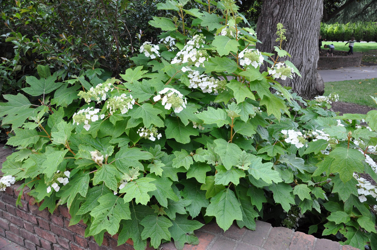 Hydrangea Quercifolia - View 2 from www redcrocus com