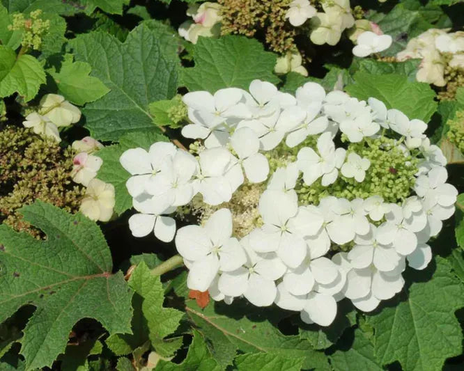 Hydrangea Quercifolia - View 35 from www redcrocus com