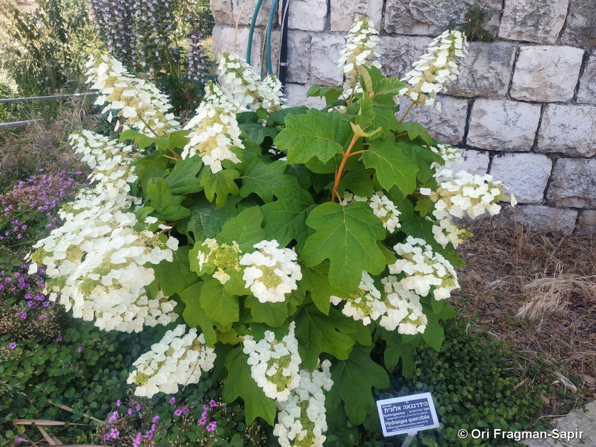 Hydrangea Quercifolia - View 35 from www redcrocus com