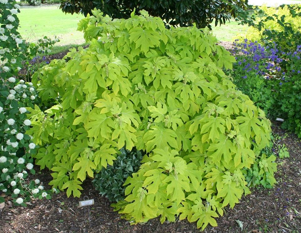 Hydrangea Quercifolia - View 37 from www redcrocus com
