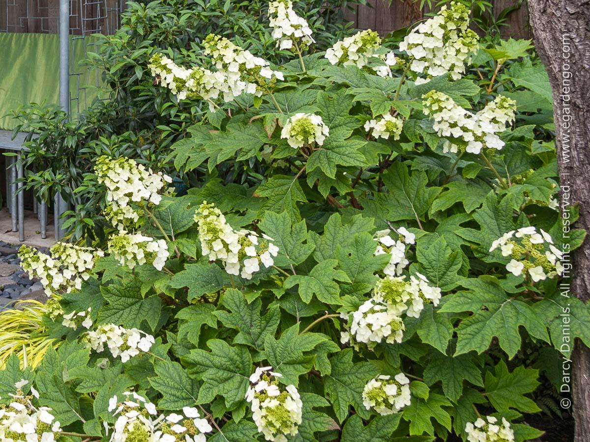 Hydrangea Quercifolia - View 39 from www redcrocus com