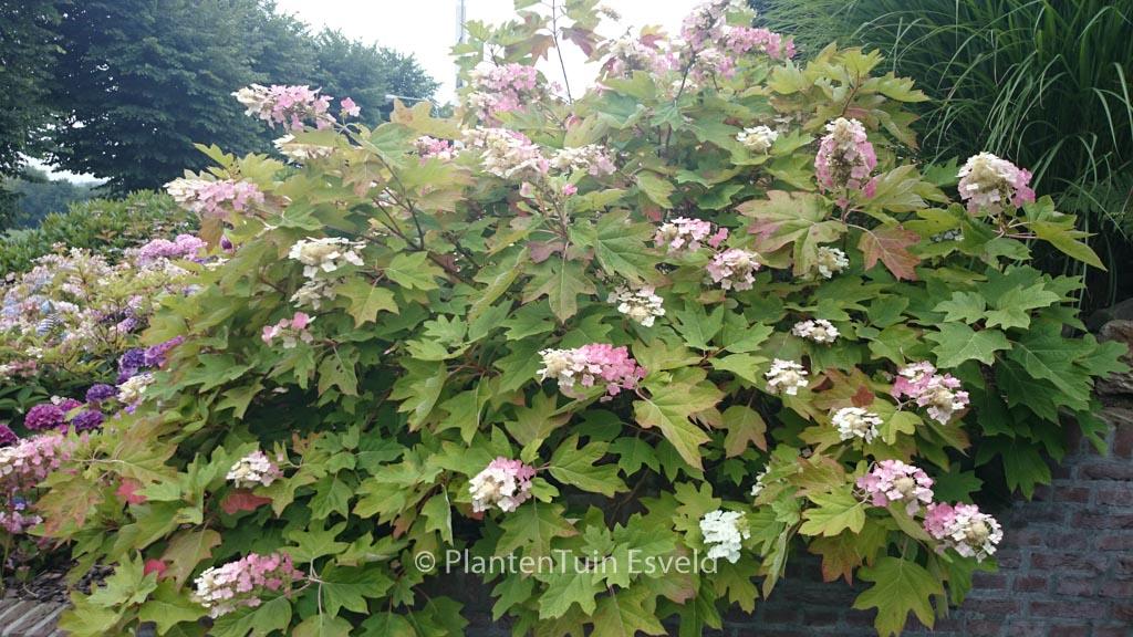 Hydrangea Quercifolia - View 40 from www redcrocus com