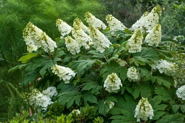 Hydrangea Quercifolia - View 4 from www redcrocus com
