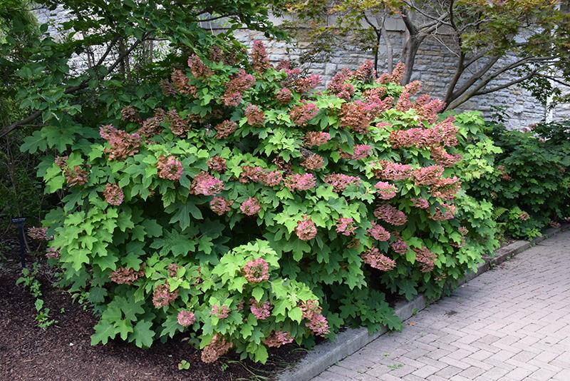 Hydrangea Quercifolia - View 5 from www redcrocus com