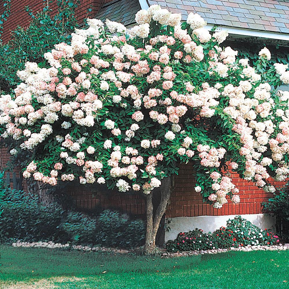 Hydrangea Paniculata 'grandiflora' Tree Form - View 10 from www redcrocus com