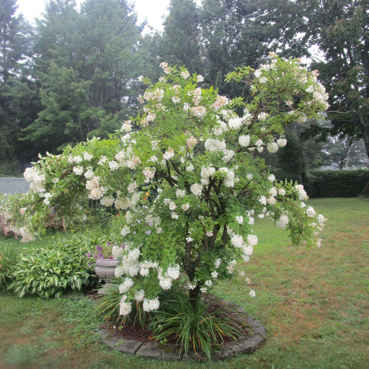 Hydrangea Paniculata 'grandiflora' Tree Form - View 12 from www redcrocus com