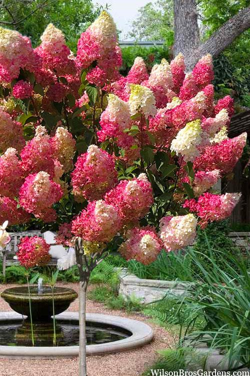 Hydrangea Paniculata 'grandiflora' Tree Form - View 13 from www redcrocus com