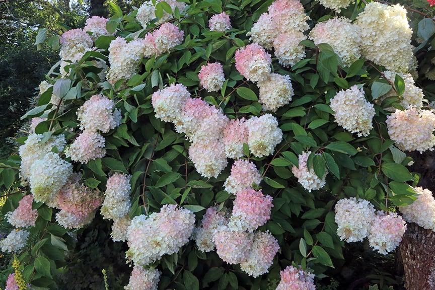 Hydrangea Paniculata 'grandiflora' Tree Form - View 15 from www redcrocus com