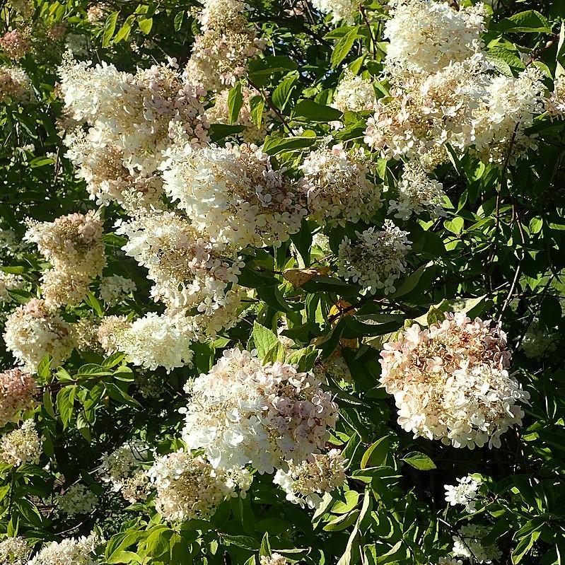 Hydrangea Paniculata 'grandiflora' Tree Form - View 16 from www redcrocus com