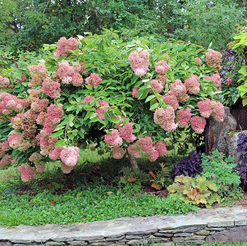 Hydrangea Paniculata 'grandiflora' Tree Form - View 17 from www redcrocus com