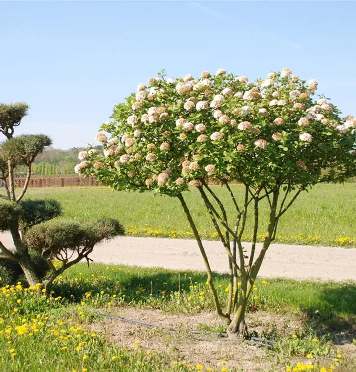 Hydrangea Paniculata 'grandiflora' Tree Form - View 22 from www redcrocus com