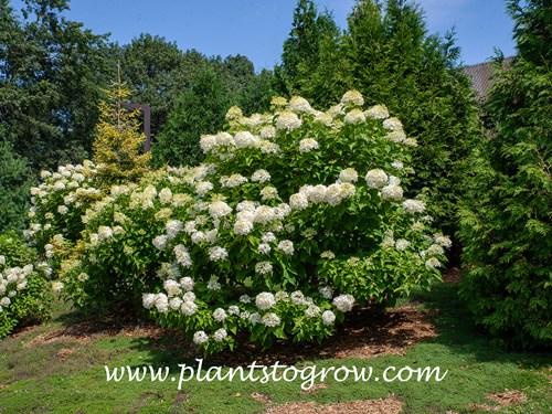 Hydrangea Paniculata 'grandiflora' Tree Form - View 24 from www redcrocus com