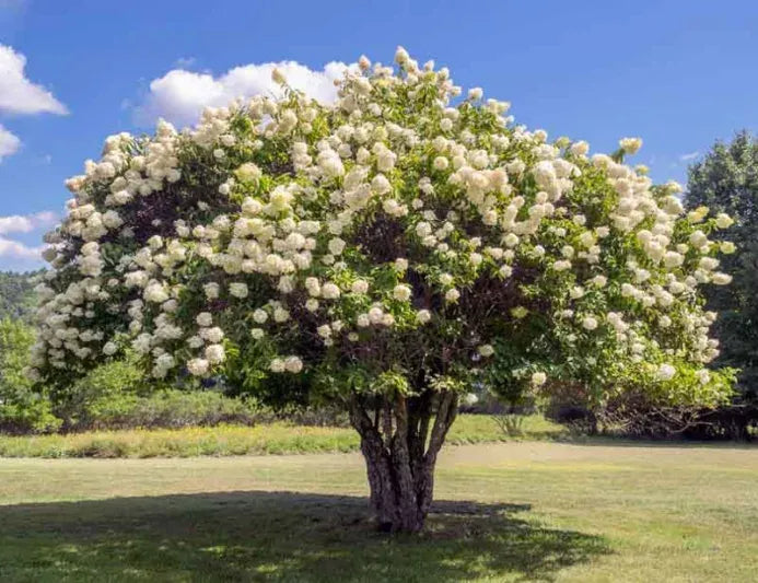 Hydrangea Paniculata 'grandiflora' Tree Form - View 26 from www redcrocus com