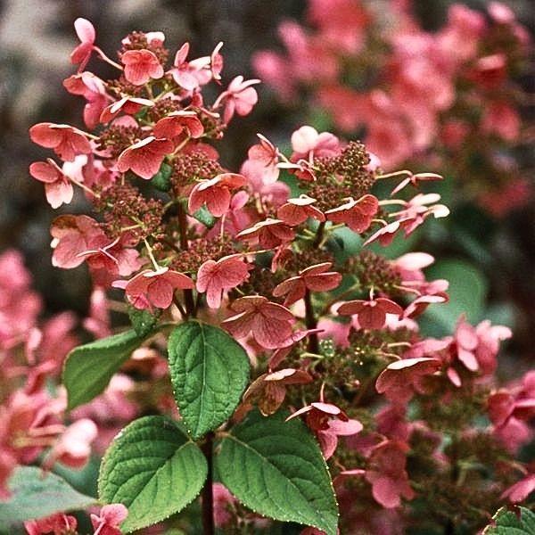 Hydrangea Paniculata 'grandiflora' Tree Form - View 27 from www redcrocus com