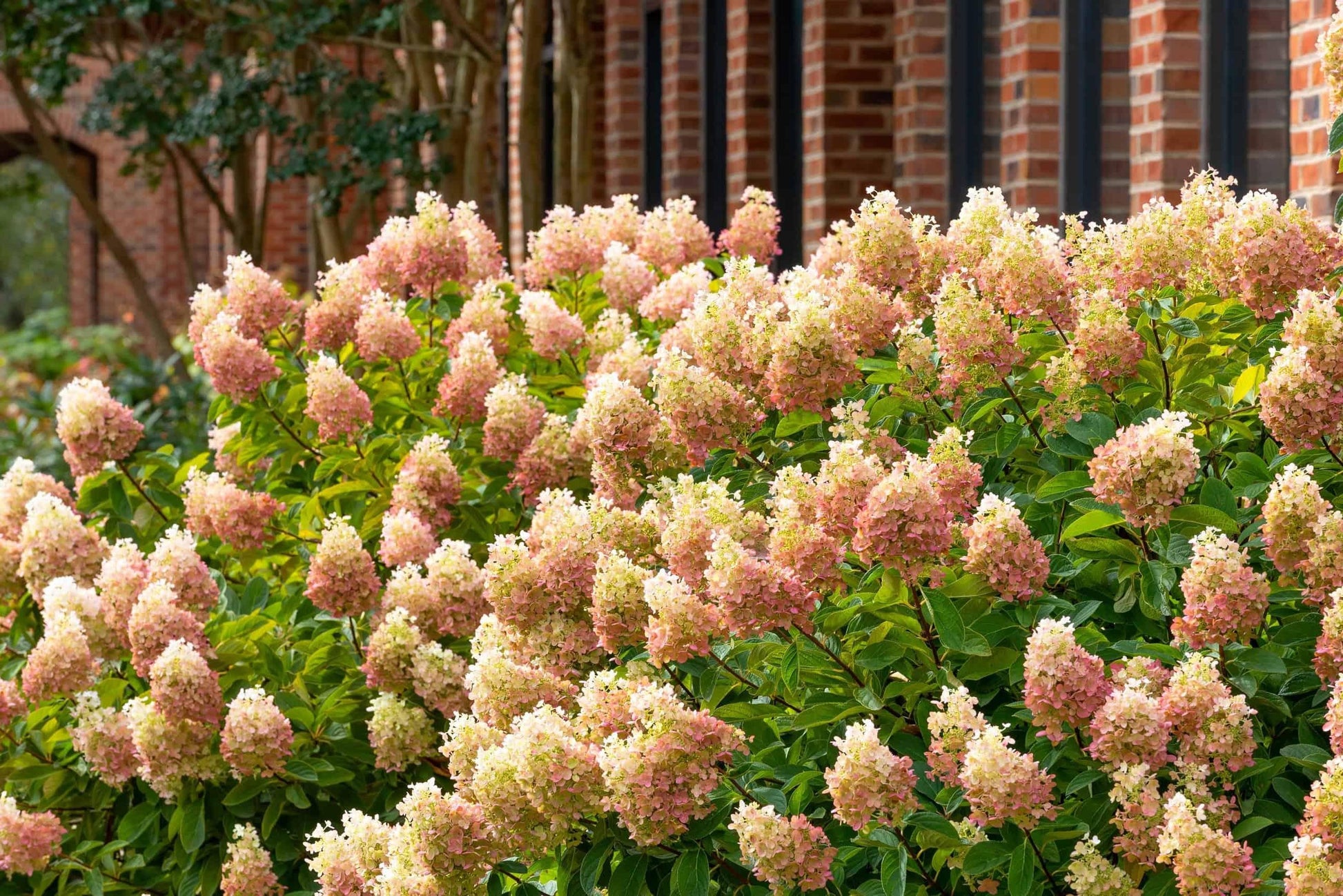 Hydrangea Paniculata 'grandiflora' Tree Form - View 28 from www redcrocus com