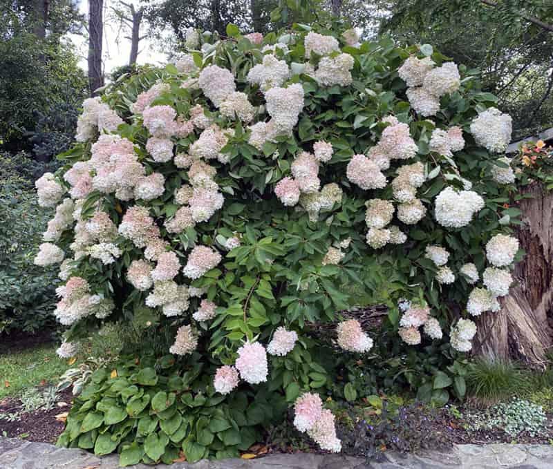 Hydrangea Paniculata 'grandiflora' Tree Form - View 29 from www redcrocus com