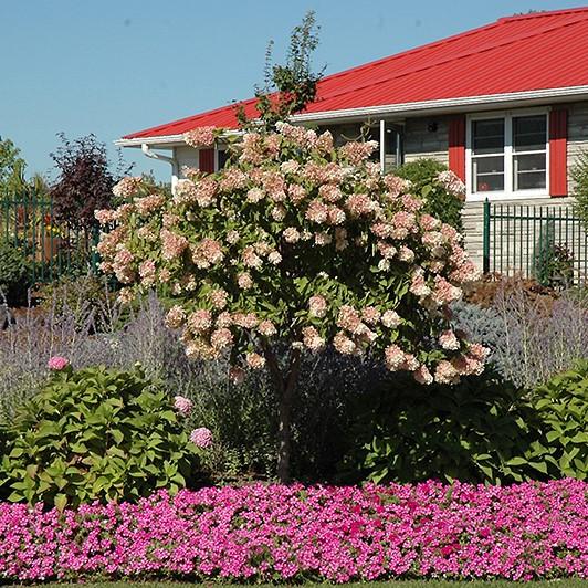 Hydrangea Paniculata 'grandiflora' Tree Form - View 33 from www redcrocus com