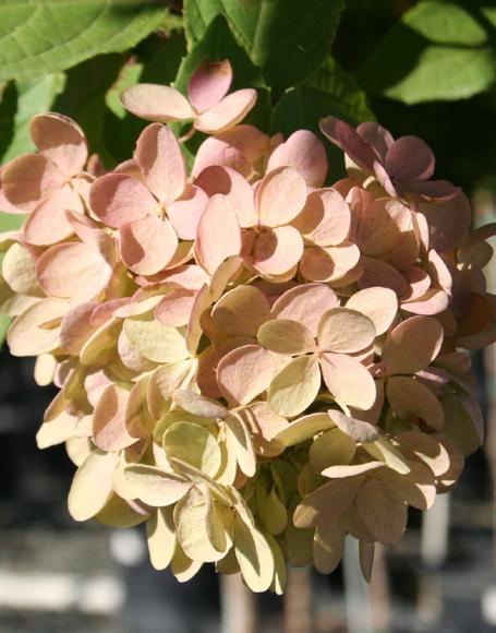 Hydrangea Paniculata 'grandiflora' Tree Form - View 35 from www redcrocus com